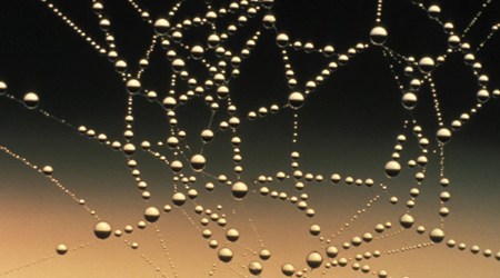 Spinneweb
